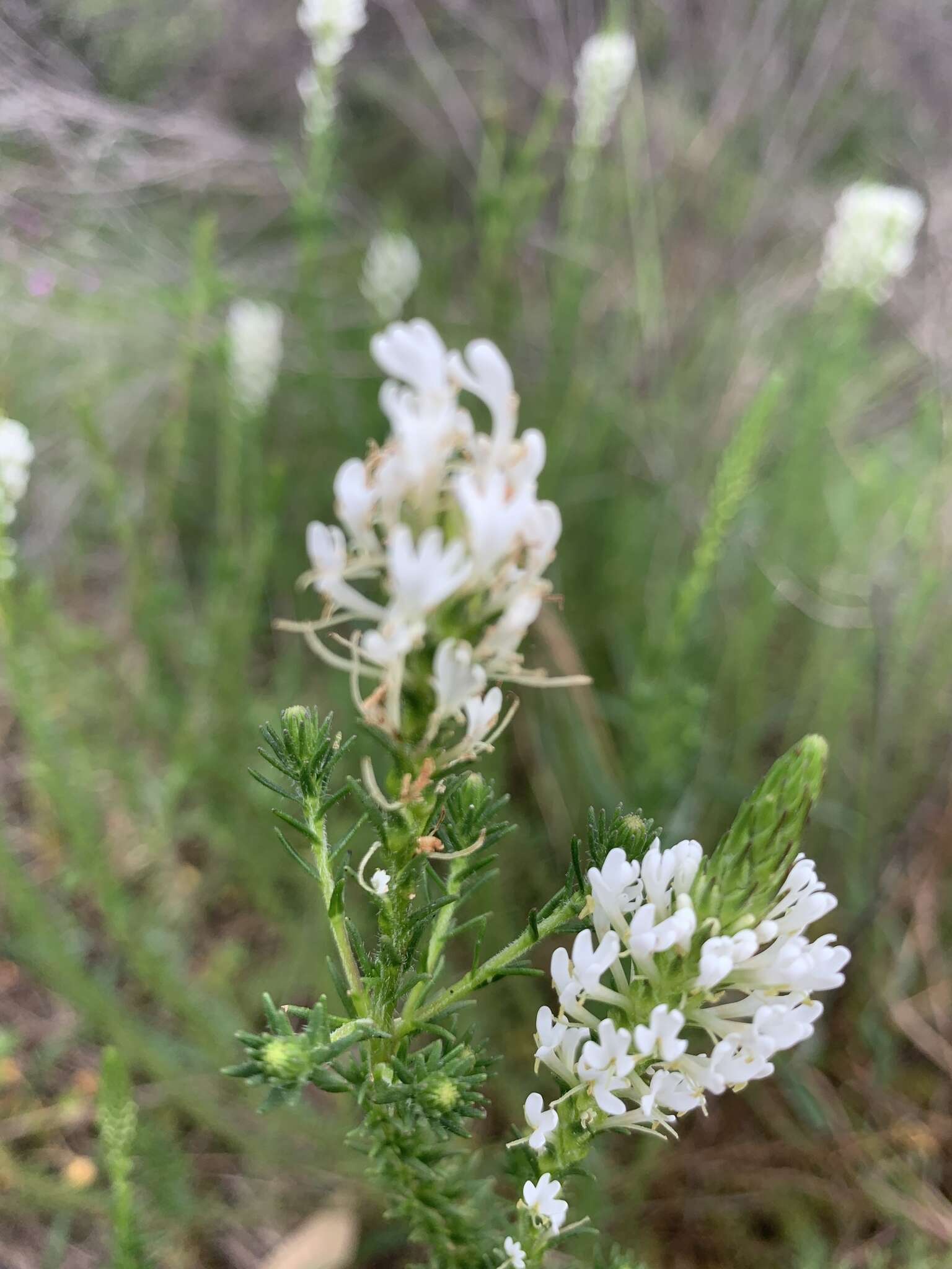 Image of Fringe Falseslugwort