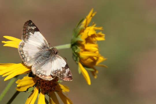 Image of Laviana White-Skipper