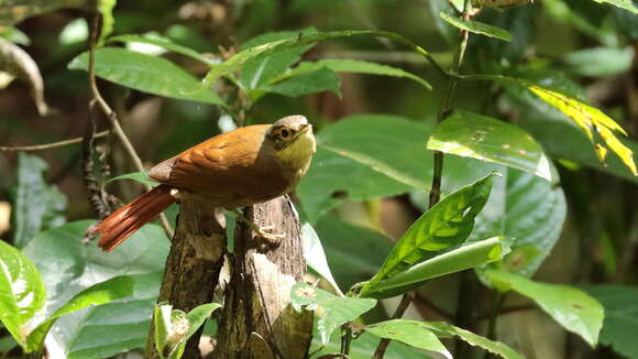 Image of Scaly-throated Foliage-gleaner