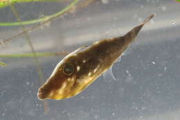 Image of Orange Filefish