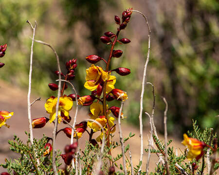 Imagem de <i>Erythrostemon angulatus</i>