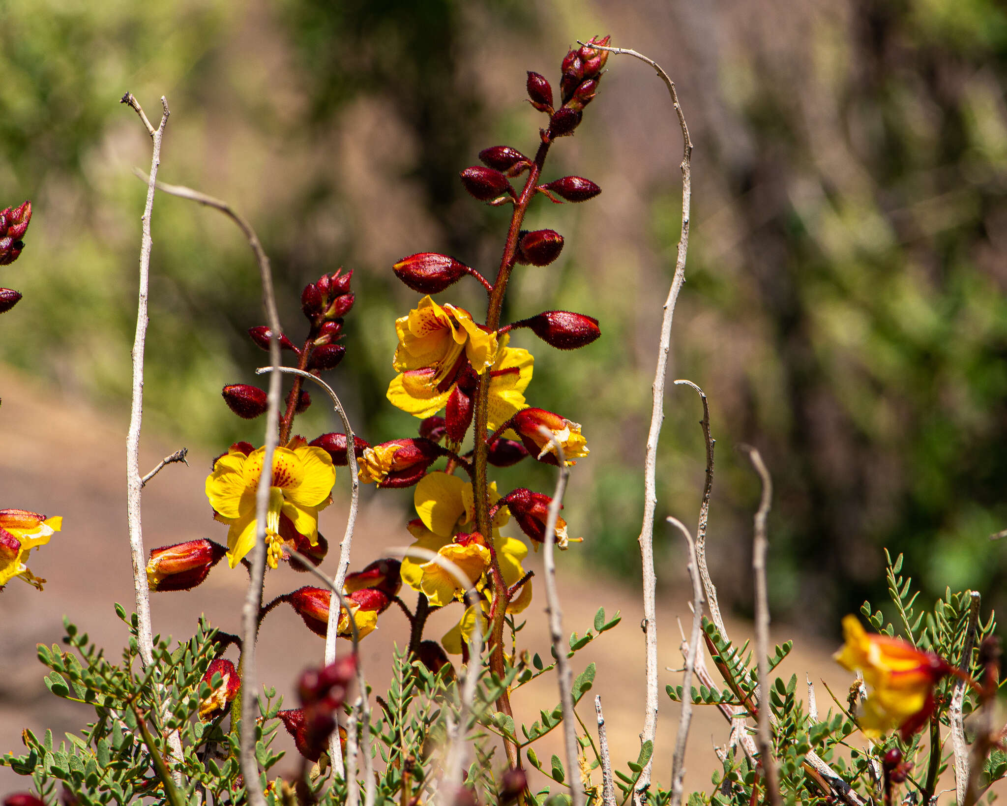 Image of <i>Erythrostemon angulatus</i>