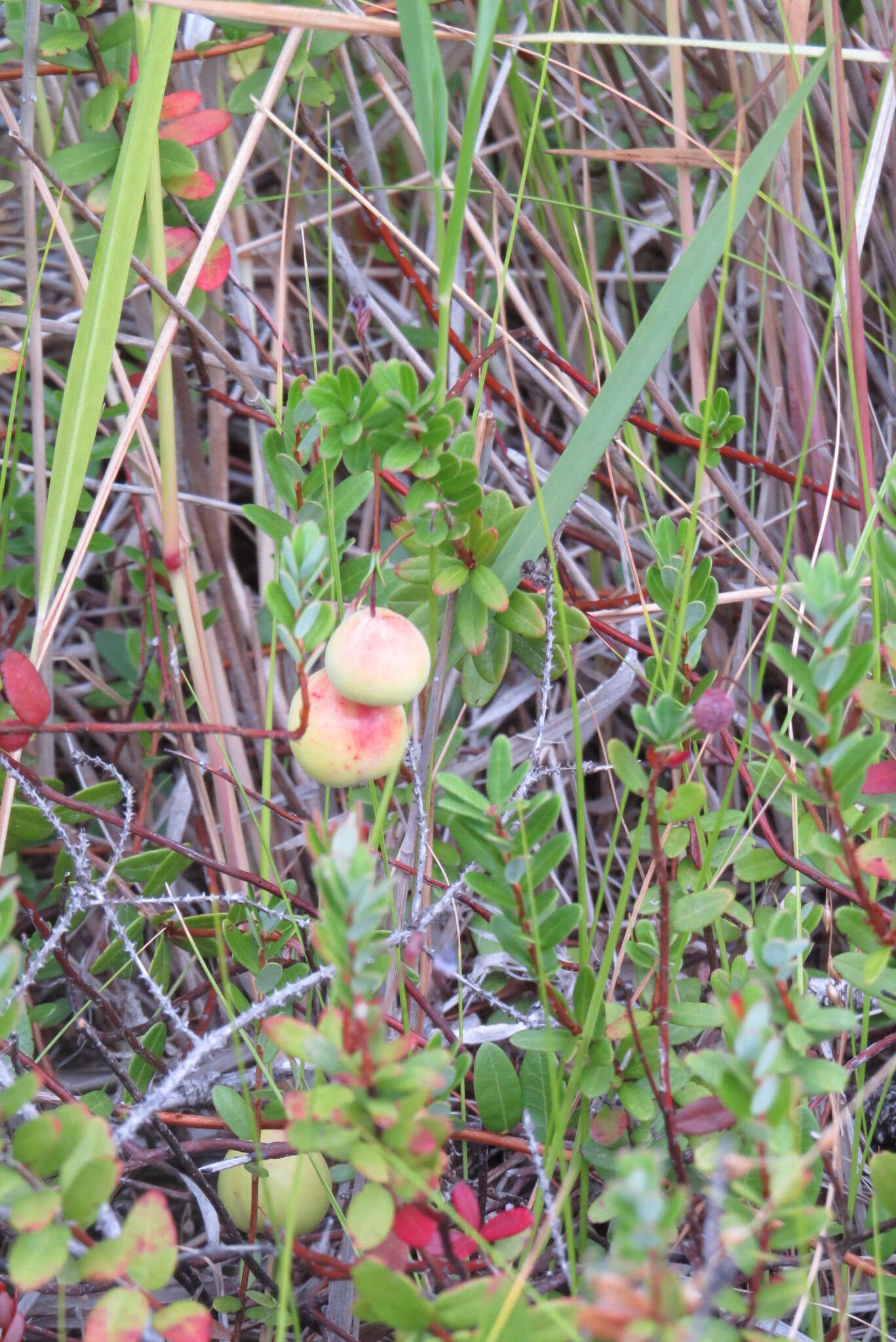 Sivun Vaccinium macrocarpum Aiton kuva