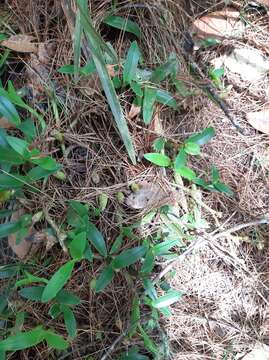 Image of dwarf butterfly orchid