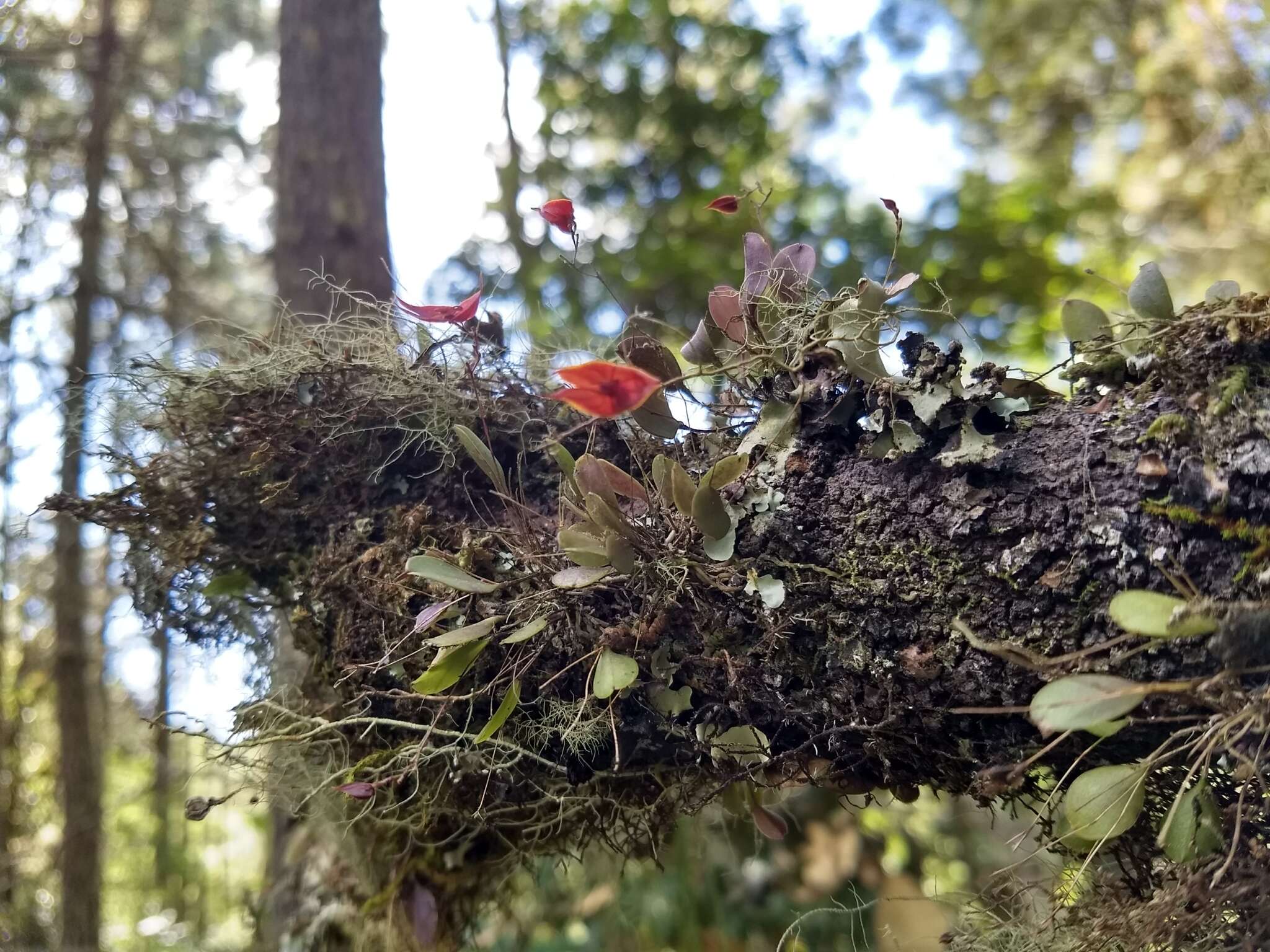 Plancia ëd Lepanthes tenuiloba R. E. Schult. & Dillon