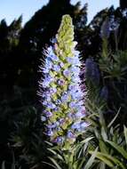 Echium webbii Coincy的圖片