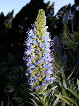 Image of Echium webbii Coincy