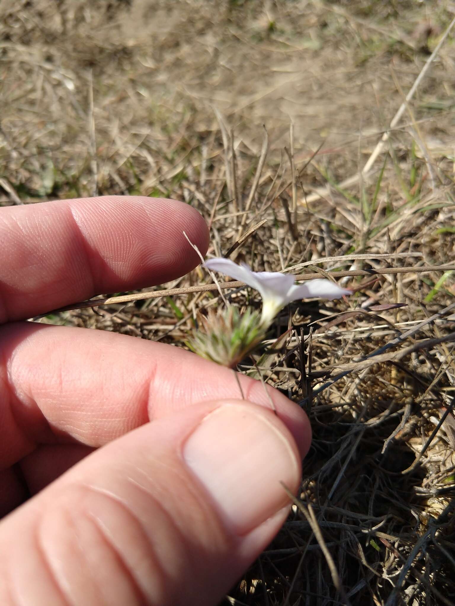 Image of largeflower linanthus