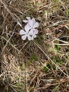 Image of Hentz's phlox