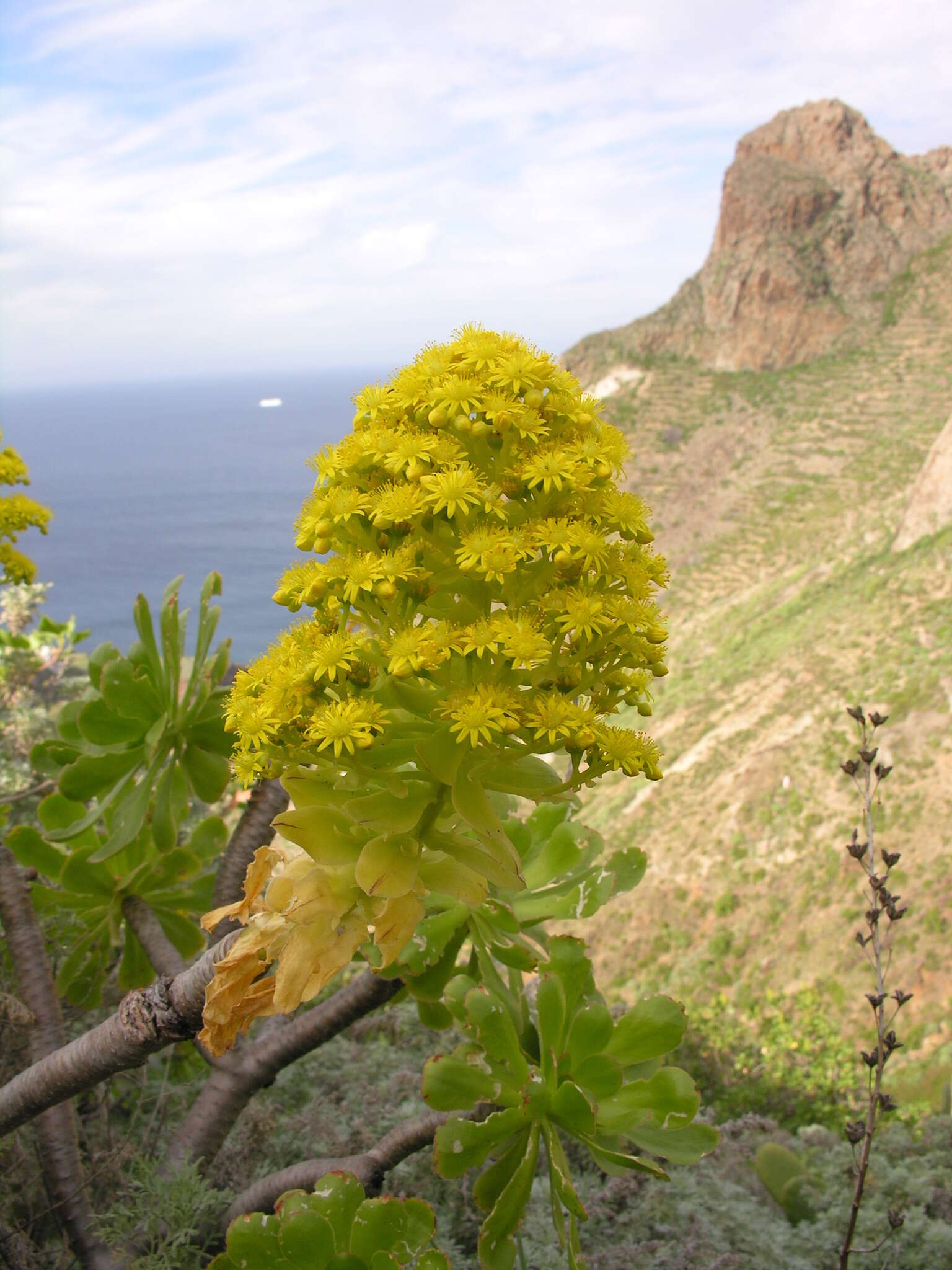 Image of Aeonium arboreum subsp. holochrysum (H. Y. Liu) Bañares