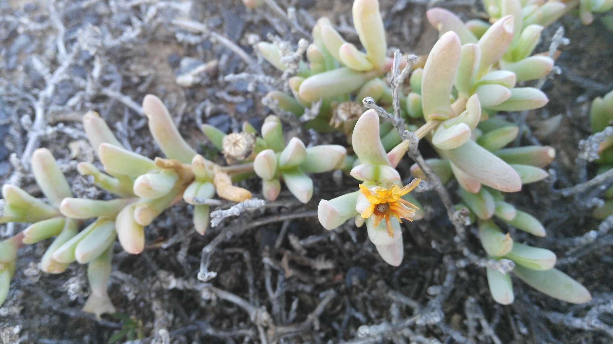 Image of Malephora uitenhagensis (L. Bol.) Jacobsen & Schwant.