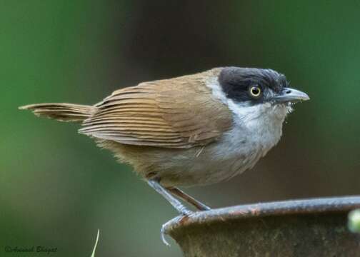 Image of Dark-fronted Babbler