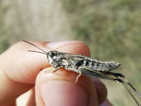 Image of Chorthippus fallax fallax (Zubovski 1900)