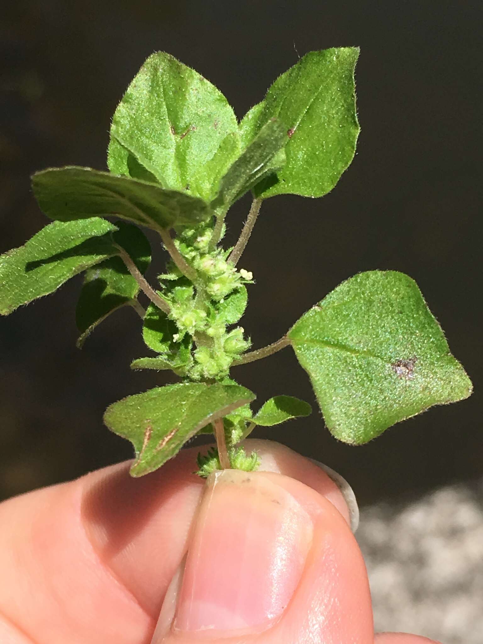 Image of Florida pellitory