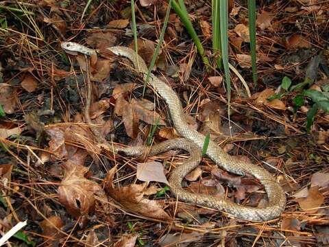 Image of Coluber constrictor anthicus (Cope 1862)