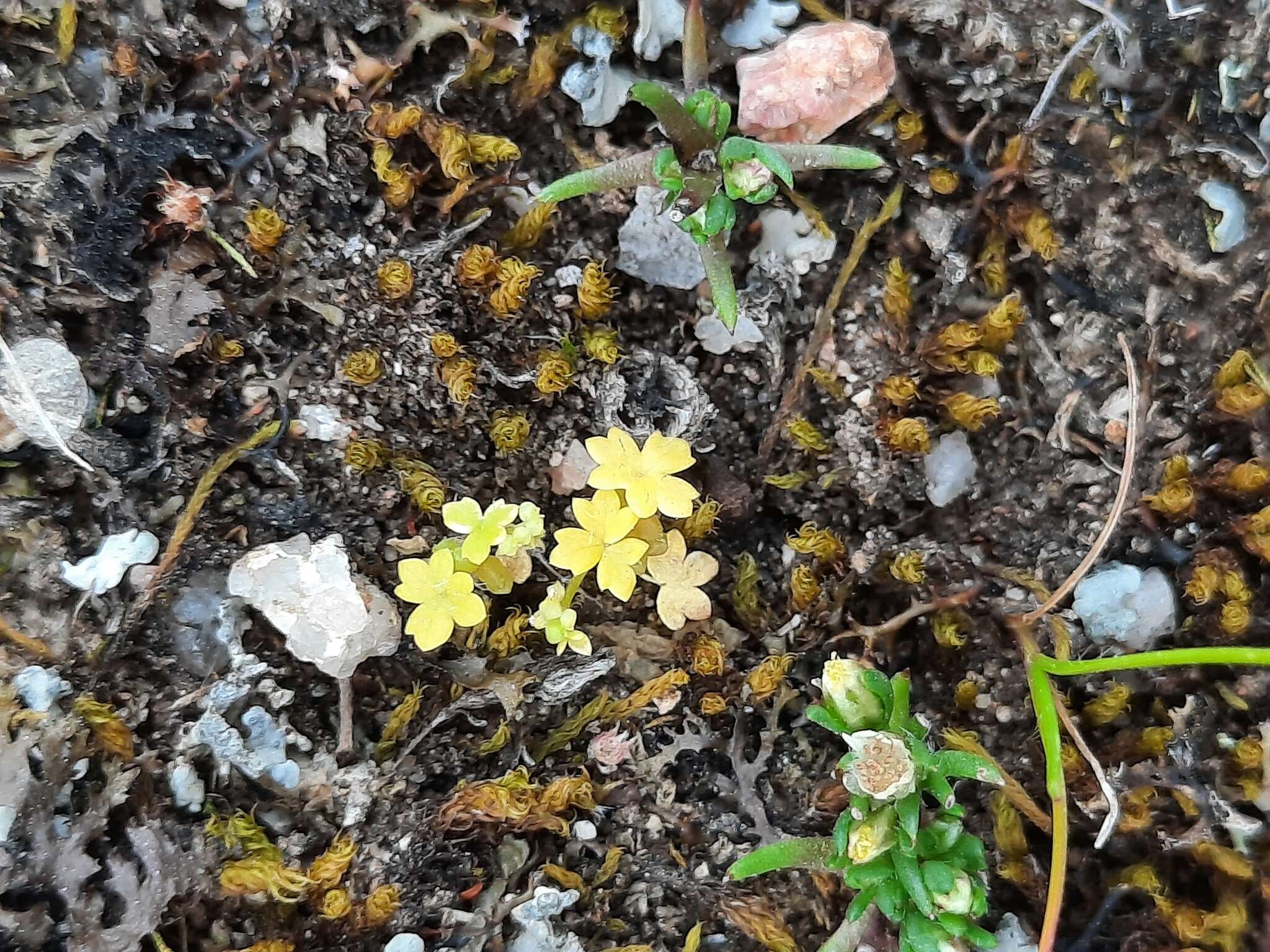 Plancia ëd Hyalosperma demissum (A. Gray) P. G. Wilson