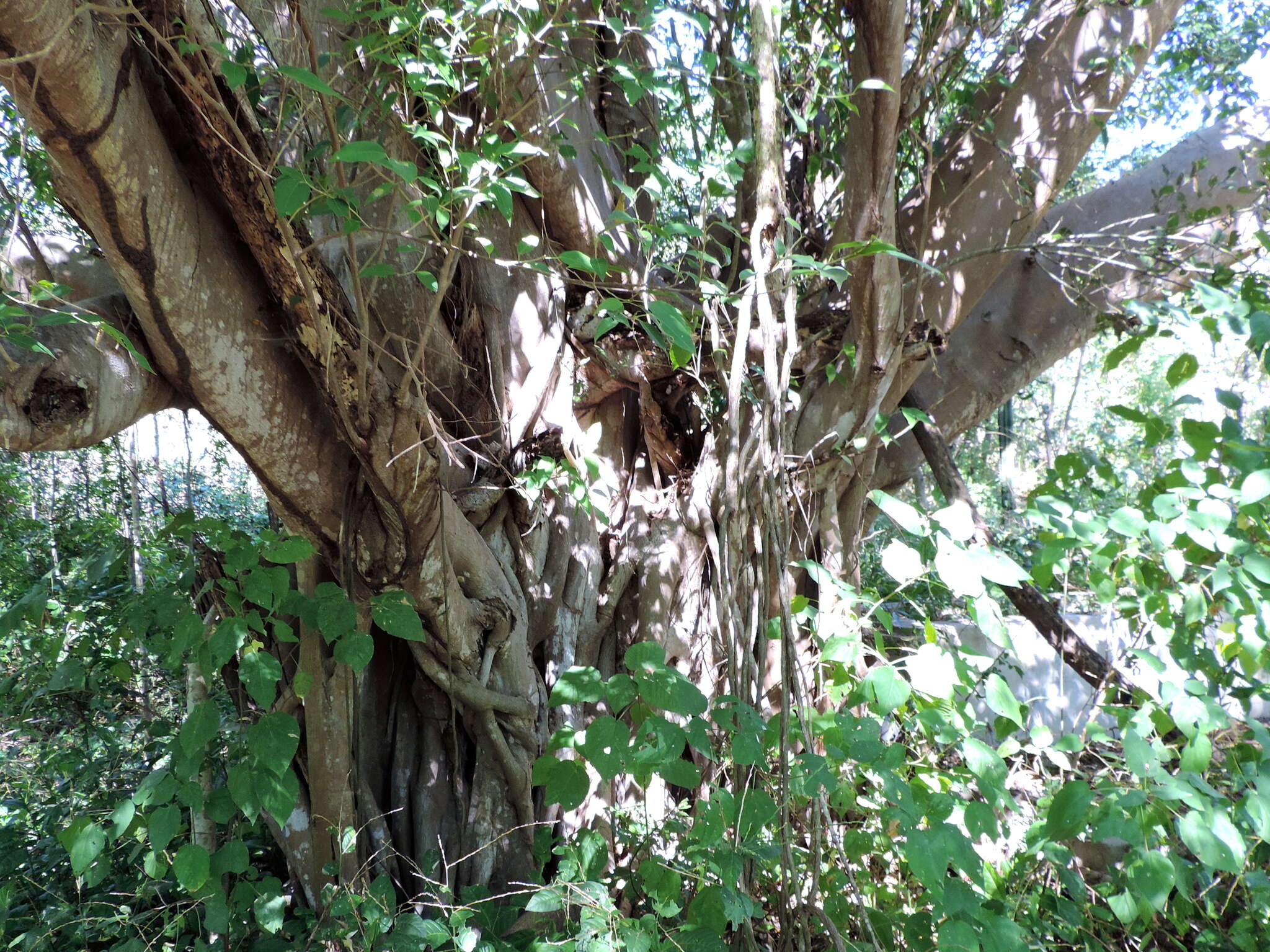 Image of Ficus pertusa L. fil.