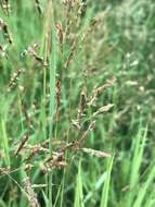 Image of southern cutgrass