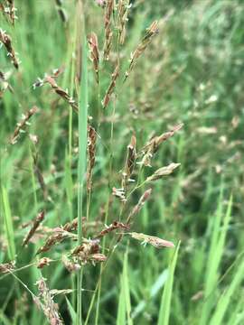 Image of southern cutgrass