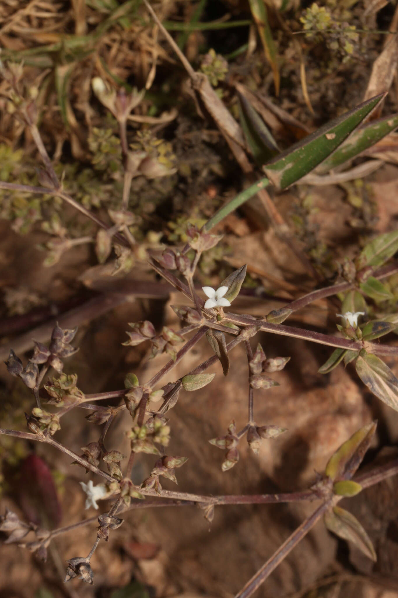 Image de Galianthe dichotoma (Willd.) E. L. Cabral & Bacigalupo