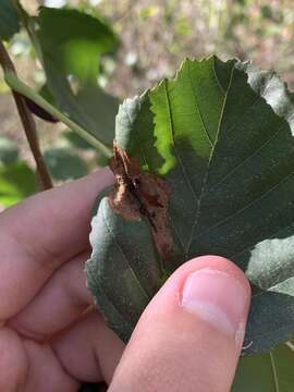 Image of European Alder leafminer