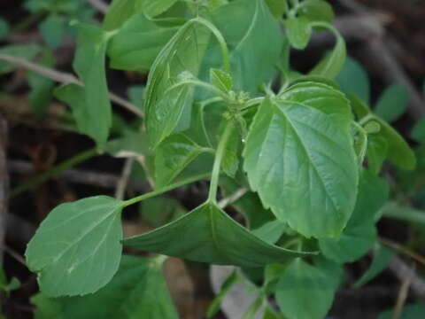 Image of Indian acalypha