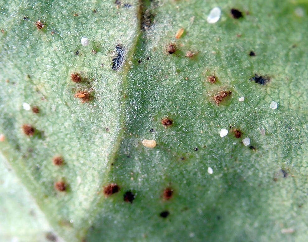 Imagem de Puccinia embergeriae McKenzie & P. R. Johnst. 2004