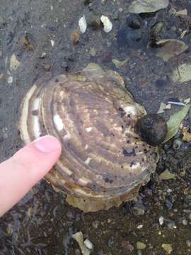 Image of Native oyster