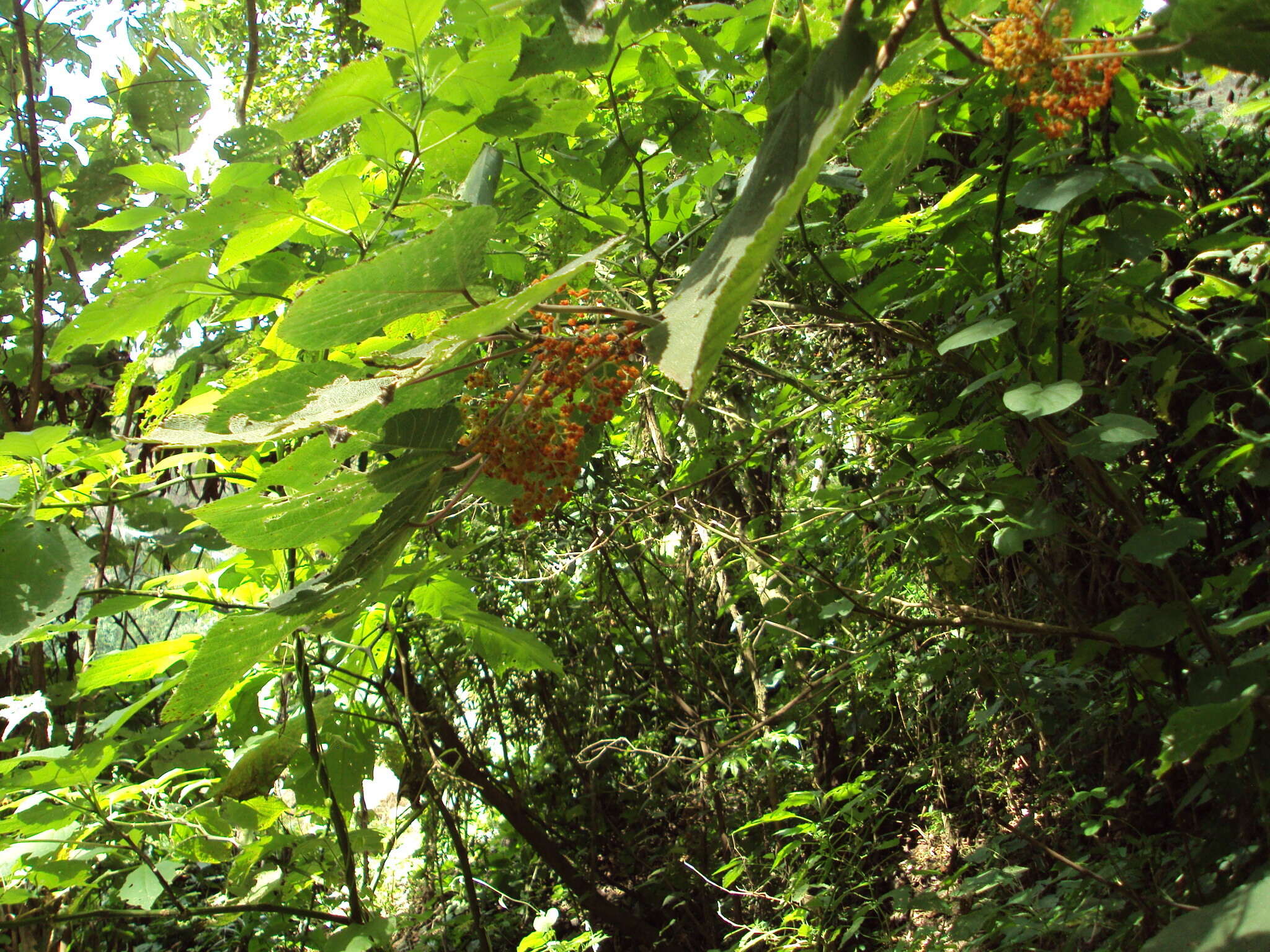 Imagem de Urera caracasana (Jacq.) Griseb.