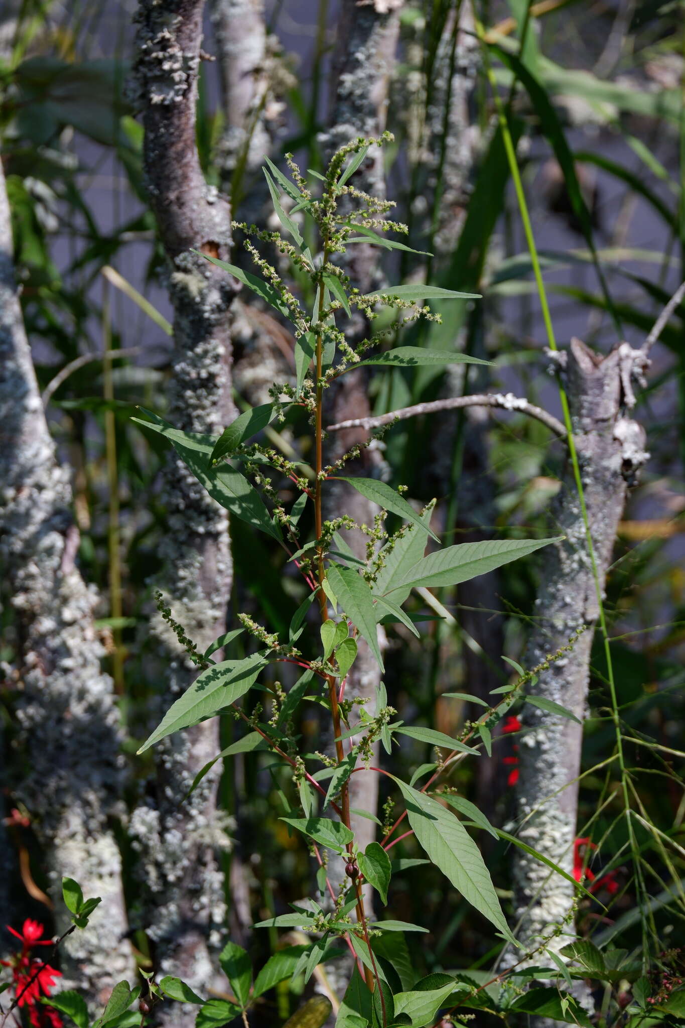 Imagem de Amaranthus cannabinus (L.) Sauer