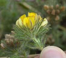 Image of Aspalathus araneosa L.