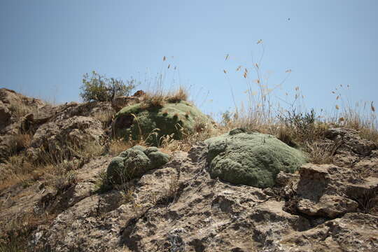 Image of Gypsophila aretioides Boiss