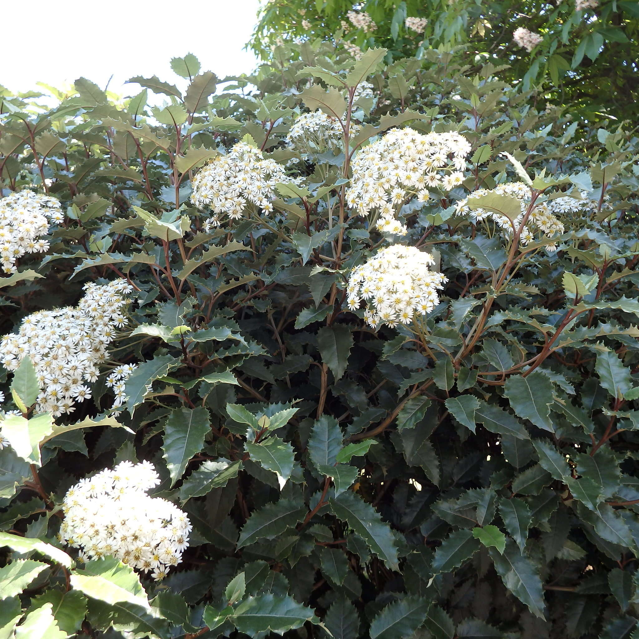 Imagem de Olearia macrodonta Baker