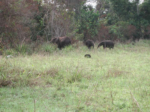 Image of African forest elephant