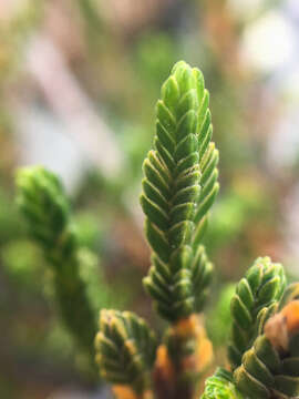 Image of white arctic mountain heather