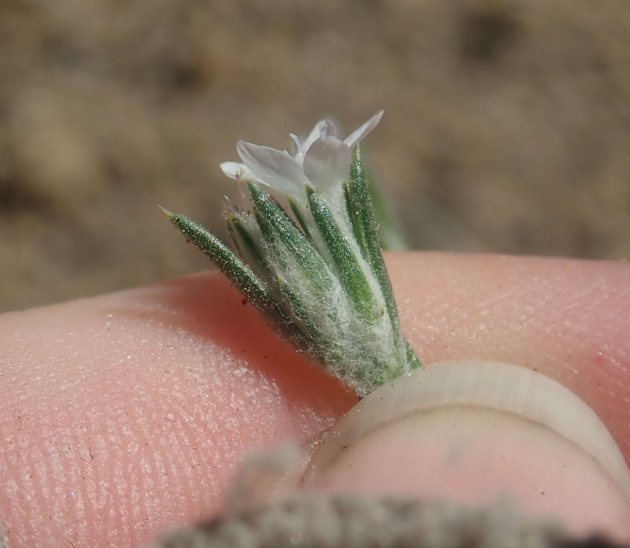 Imagem de Eriastrum sparsiflorum (Eastw.) Mason