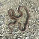 Image of Burmese Rat Snake