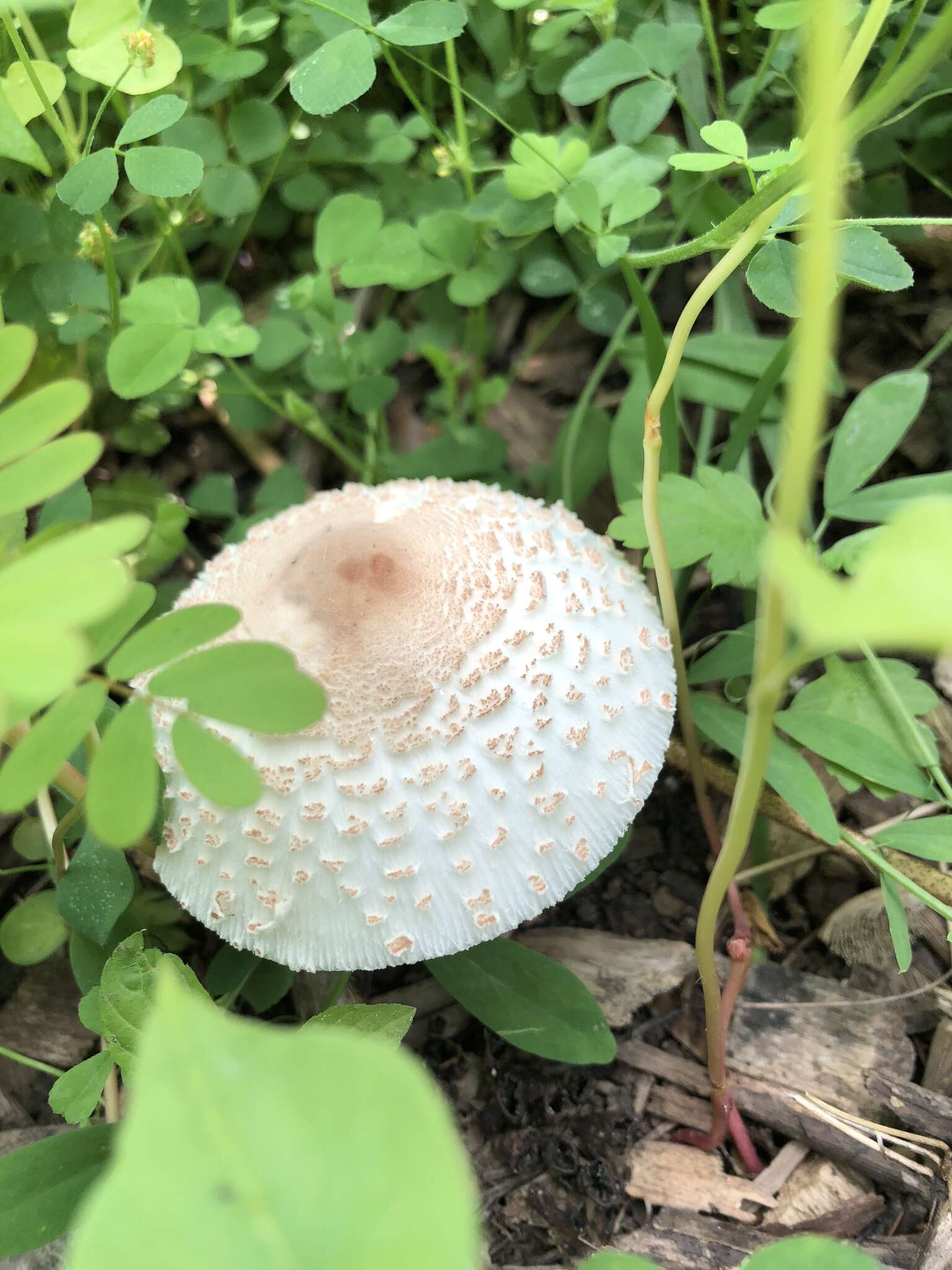 Image of Leucoagaricus americanus (Peck) Vellinga 2000