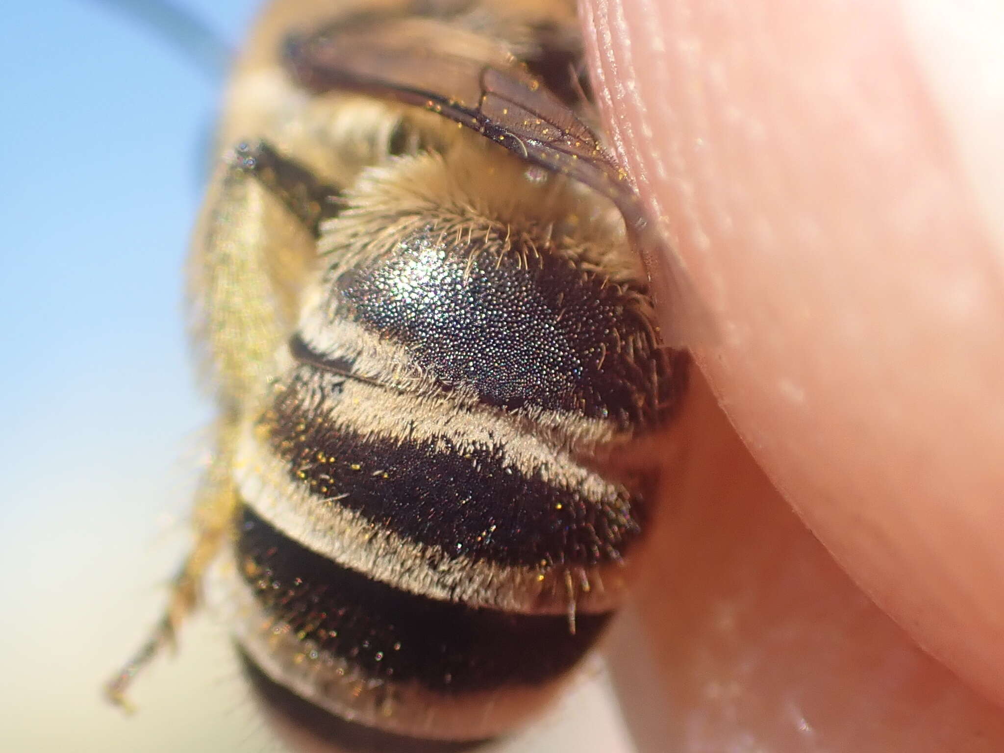 Image of Colletes fodiens (Fourcroy 1785)