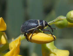 Image of Rhyssomatus marginatus Fåhraeus 1837