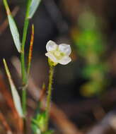 Imagem de Mitrasacme pilosa Labill.