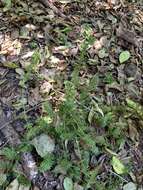 Image of Mexican bedstraw