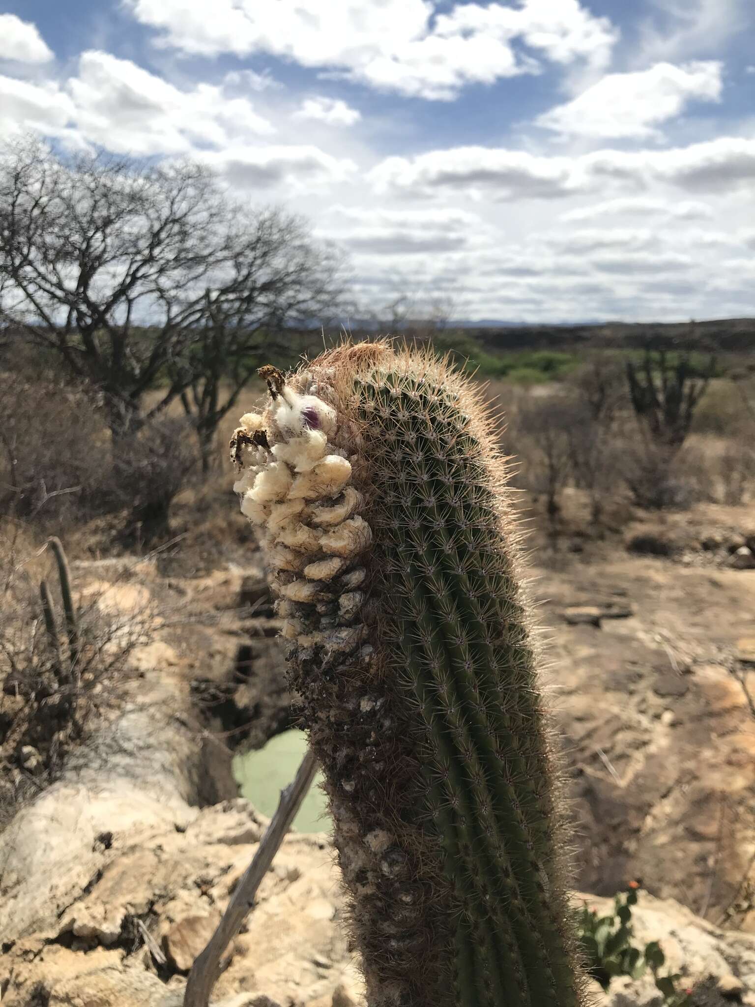 Image of Coleocephalocereus goebelianus (Vaupel) Buining & Brederoo