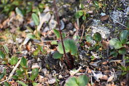 Image of Porsild's Pseudosaxifrage