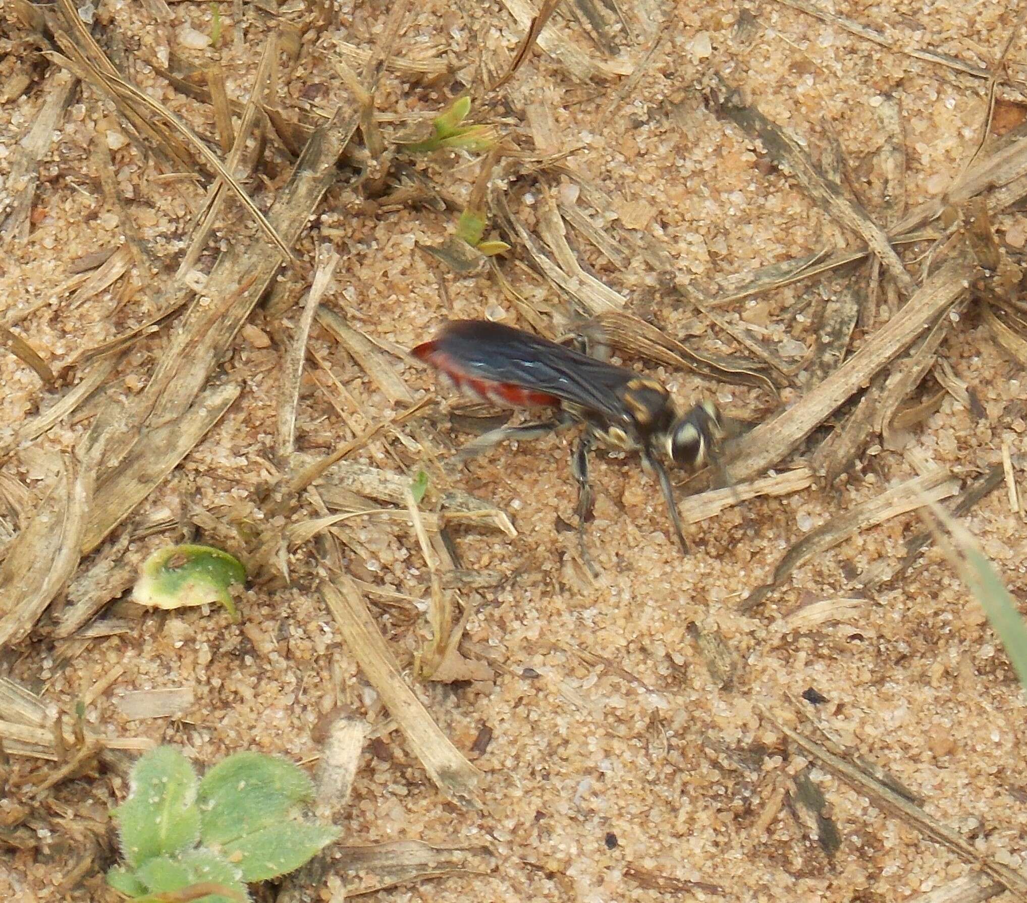 Image de Larra bicolor Fabricius 1804