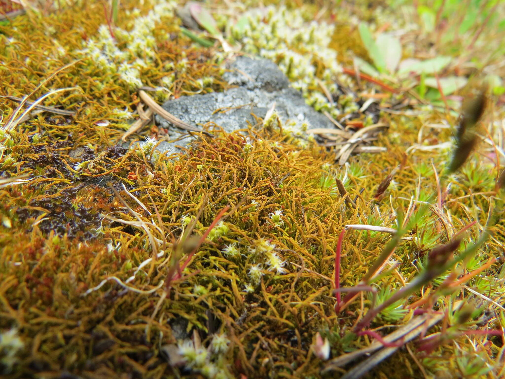 Image of California triquetrella moss