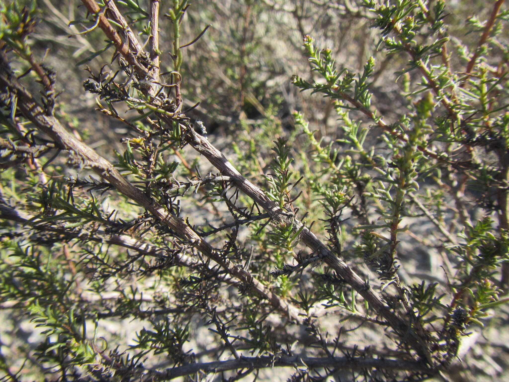 Imagem de Marasmodes fasciculata S. Ortiz