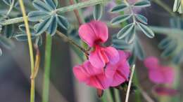 Слика од Indigofera microcarpa Desv.