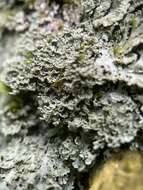 Image of shield lichen