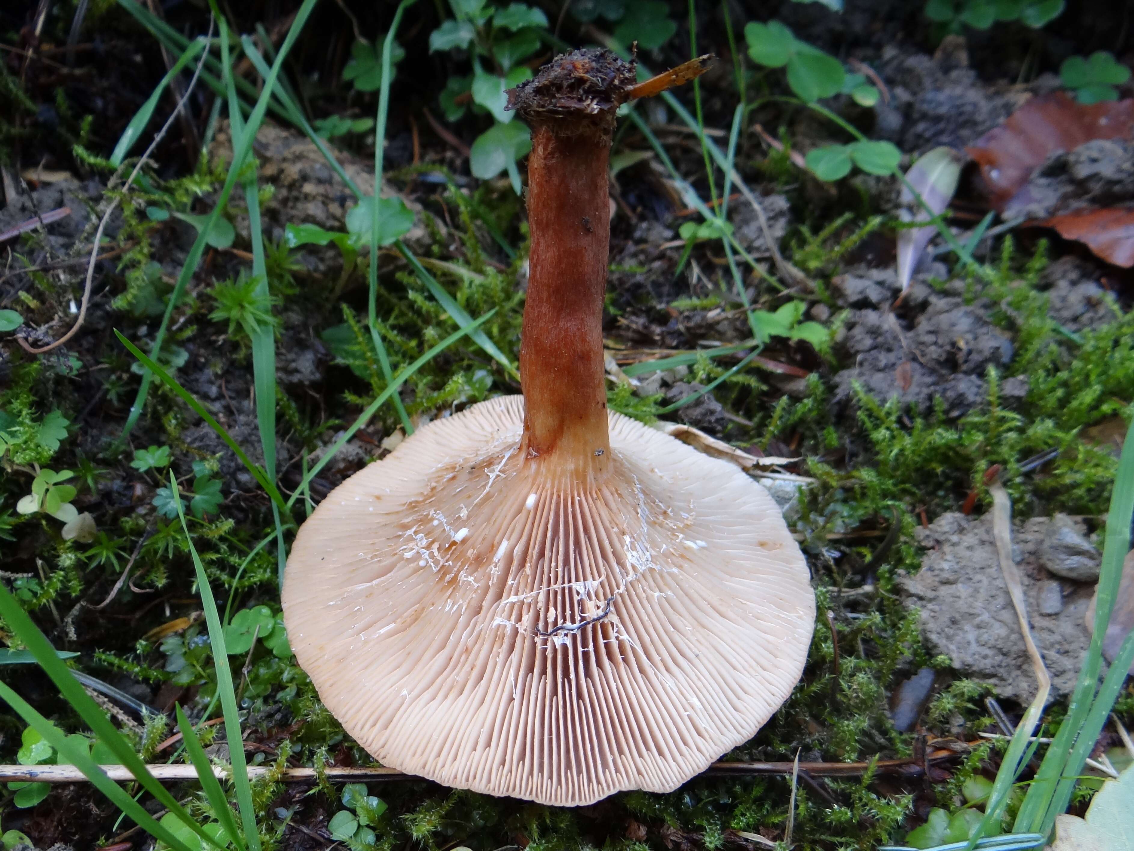 Lactarius helvus (Fr.) Fr. 1838 resmi